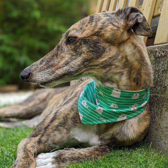 Bandanas