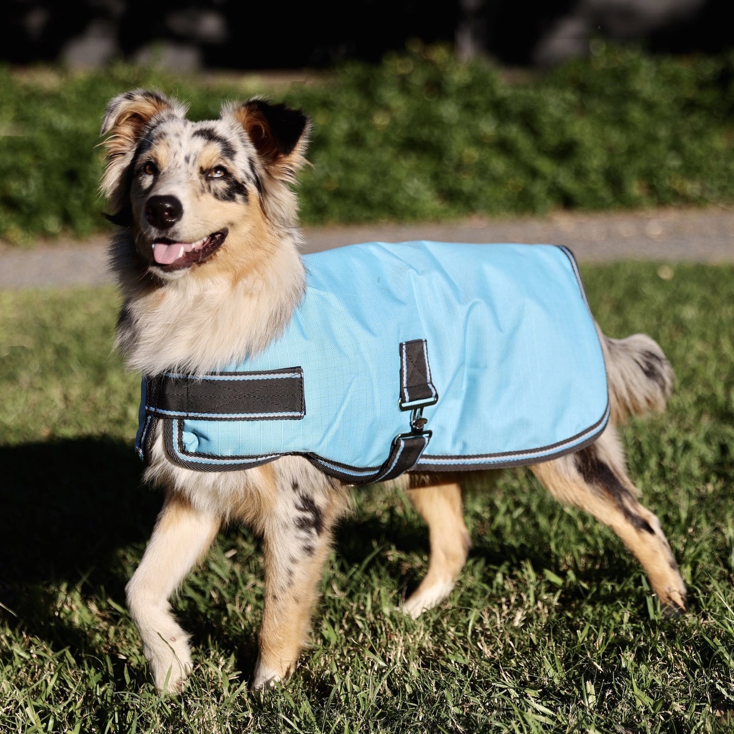 Dog Coats